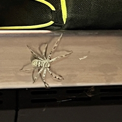 Holconia murrayensis at Menindee, NSW - 23 Apr 2025 07:49 PM