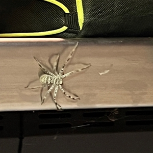 Holconia murrayensis at Menindee, NSW - 23 Apr 2025 07:49 PM