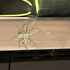 Holconia murrayensis at Menindee, NSW - 23 Apr 2025 07:49 PM