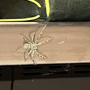 Holconia murrayensis at Menindee, NSW - 23 Apr 2025 07:49 PM