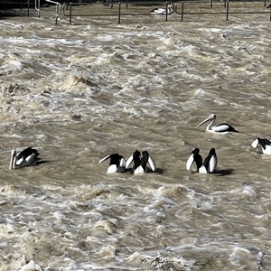 Pelecanus conspicillatus at Menindee, NSW - 24 Apr 2025 12:45 PM