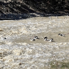 Pelecanus conspicillatus at Menindee, NSW - 24 Apr 2025 12:45 PM