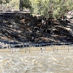 Pelecanus conspicillatus at Menindee, NSW - 24 Apr 2025 12:45 PM