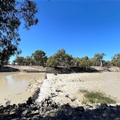 Pelecanus conspicillatus at Menindee, NSW - 24 Apr 2025 12:45 PM