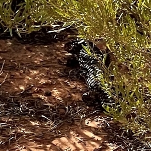 Tiliqua rugosa aspera at suppressed - suppressed