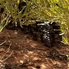 Tiliqua rugosa aspera at suppressed - suppressed