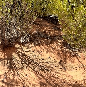 Tiliqua rugosa aspera at suppressed - suppressed