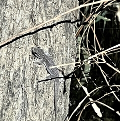 Gehyra sp. at suppressed - suppressed