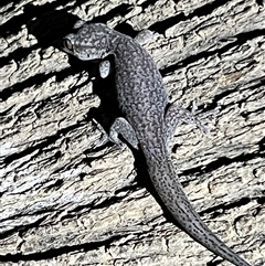 Gehyra sp. at suppressed - suppressed