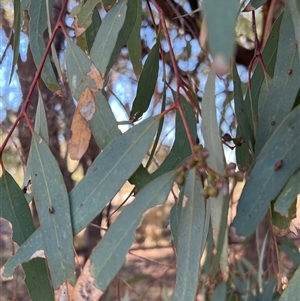 Eucalyptus largiflorens at Menindee, NSW - 23 Apr 2025 02:47 PM