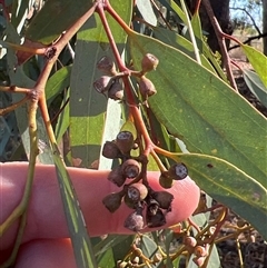 Eucalyptus largiflorens at Menindee, NSW - 23 Apr 2025 02:47 PM