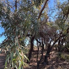 Eucalyptus largiflorens at Menindee, NSW - 23 Apr 2025 02:47 PM