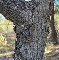 Eucalyptus largiflorens at Menindee, NSW - 23 Apr 2025 02:47 PM