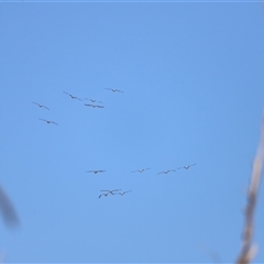 Pelecanus conspicillatus at Menindee, NSW - 22 Apr 2025 11:41 AM