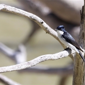 Myiagra inquieta at Menindee, NSW - 22 Apr 2025 11:57 AM