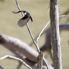 Myiagra inquieta at Menindee, NSW - 22 Apr 2025 11:57 AM