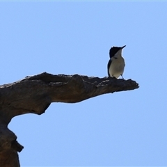 Myiagra inquieta at Menindee, NSW - 22 Apr 2025 11:57 AM