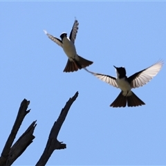 Myiagra inquieta at Menindee, NSW - 22 Apr 2025 11:57 AM