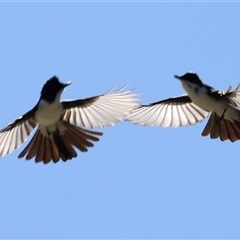 Myiagra inquieta at Menindee, NSW - 22 Apr 2025 11:57 AM