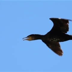 Phalacrocorax carbo at Menindee, NSW - 22 Apr 2025 12:21 PM