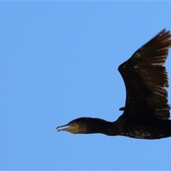 Phalacrocorax carbo at Menindee, NSW - 22 Apr 2025 12:21 PM