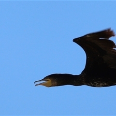 Phalacrocorax carbo at Menindee, NSW - 22 Apr 2025 12:21 PM