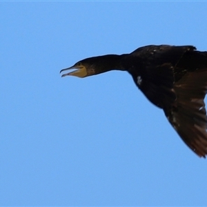 Phalacrocorax carbo at Menindee, NSW - 22 Apr 2025 12:21 PM