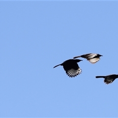 Corcorax melanorhamphos at Menindee, NSW - 22 Apr 2025 12:24 PM