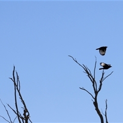 Corcorax melanorhamphos at Menindee, NSW - 22 Apr 2025 12:24 PM