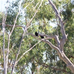 Corcorax melanorhamphos at Menindee, NSW - 22 Apr 2025 12:24 PM