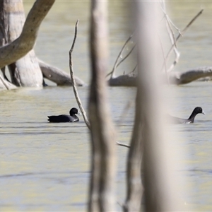 Fulica atra at Menindee, NSW - 22 Apr 2025 01:32 PM