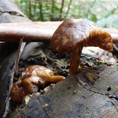 Unverified Cap on a stem; gills below cap [mushrooms or mushroom-like] at Fern Tree, TAS - 25 Apr 2025 by VanessaC