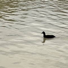Fulica atra at Wentworth, NSW - 25 Apr 2025 05:20 PM