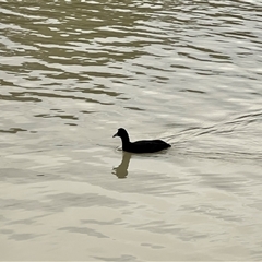 Fulica atra at Wentworth, NSW - 25 Apr 2025 05:20 PM