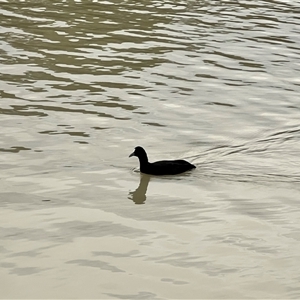 Fulica atra at Wentworth, NSW - 25 Apr 2025 05:20 PM