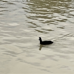 Fulica atra at Wentworth, NSW - 25 Apr 2025 05:20 PM