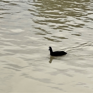 Fulica atra at Wentworth, NSW - 25 Apr 2025 05:20 PM
