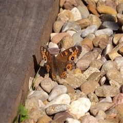 Junonia villida at Braidwood, NSW - 25 Apr 2025 11:02 AM
