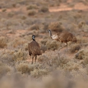 Dromaius novaehollandiae at Menindee, NSW - suppressed