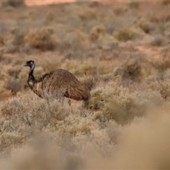 Dromaius novaehollandiae at Menindee, NSW - suppressed