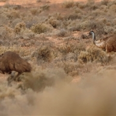 Dromaius novaehollandiae at Menindee, NSW - suppressed