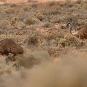 Dromaius novaehollandiae at Menindee, NSW - suppressed