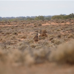 Dromaius novaehollandiae at Menindee, NSW - suppressed