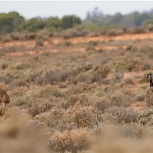 Dromaius novaehollandiae at Menindee, NSW - suppressed