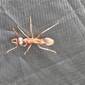 Myrmecia sp. (genus) at Menindee, NSW - 25 Apr 2025 08:55 AM