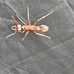 Myrmecia sp. (genus) at Menindee, NSW - 25 Apr 2025 08:55 AM