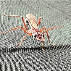Myrmecia sp. (genus) at Menindee, NSW - 25 Apr 2025 08:55 AM