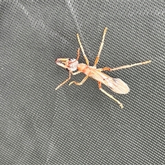 Myrmecia sp. (genus) at Menindee, NSW - 25 Apr 2025 08:55 AM