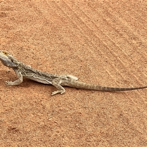 Pogona vitticeps at Menindee, NSW - suppressed