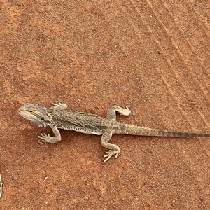 Pogona vitticeps at Menindee, NSW - suppressed